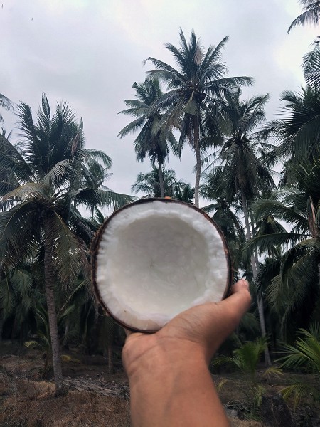 สินค้า ขาย จำหน่ายมะพร้าวกะทิแบบลูก มะพร้าวกะทิ ส่งฟรีกรุงเทพปริมณฑล ทับสะแก ประจวบครีรีขันธฺ์